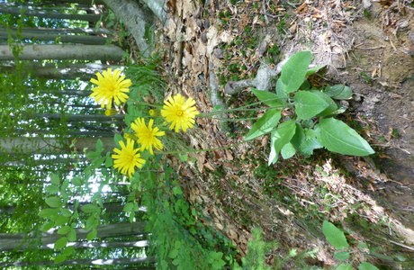 Wald-Habichtskraut (Hieracium murorum) - © Philipp Sengl